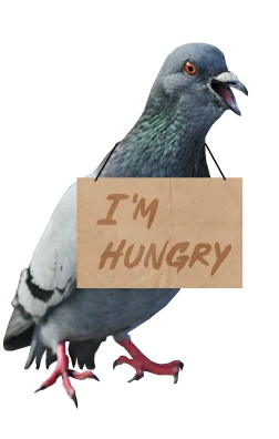 pigeon image